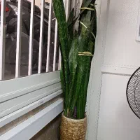 گل سانسوریا پوست ماری سالم