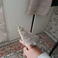 جفت طوطی عروس هلندی|پرنده|قزوین, |دیوار