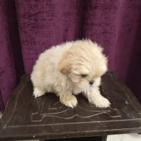 واگذاری یک جفت سگ جداگانه یا باهم.|سگ|فردیس, فردیس|دیوار