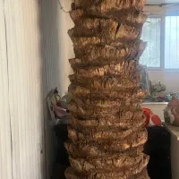 سویت کانکسی ۶۰متری خیابان جانبازان|اجارهٔ خانه و ویلا|بم, |دیوار