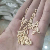 پخش خوراک دام و طیوربه صورت عمده