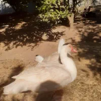 فروش اردک خارجی