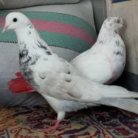 کبوتر کله دم