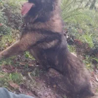 واگذاری سرابی ذات قدیم|سگ|رشت, یخسازی|دیوار