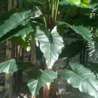 درختچه گیاه