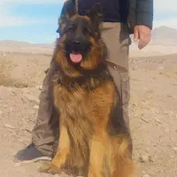 ژرمن موبلند نر