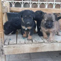 واگذاری ژرمن سایز ریز|سگ|شیراز, منطقه هوایی شهید دوران|دیوار