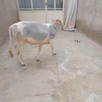 گورکه