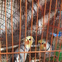 عروس هلندی معاوضه با جفت کبوتر بدرنگ