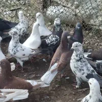 کفتر پرشی|پرنده|آستانه اشرفیه, |دیوار