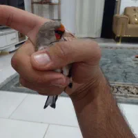 سره نر دهبکری مست|پرنده|بم, |دیوار