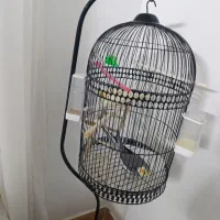 قفس عروس هلندی