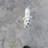 پامر شیواوا