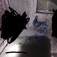 کفتر|پرنده|آشخانه, |دیوار