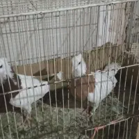 سلام کبوتر طوقی وسار