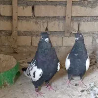 یک جفت سینه سیاه