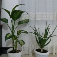 گل طبیعی و دمپای|گل و گیاه طبیعی|جوانرود, |دیوار