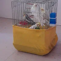 عروس هلندی سخنگو نروماده|پرنده|محمدشهر, شهرک چمران|دیوار