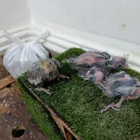 جوجه عروس هلندی سر لاکی