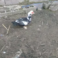 بوقلمون و اردک اسرائیلی نر|حیوانات مزرعه|رشت, حومه رشت|دیوار