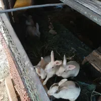 خرگوش زبر زرنگ