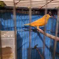 عروس سهره برزیلی قناری گلدین مینا|پرنده|فردیس, سپید دشت|دیوار