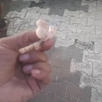 بلوتوث با شارژر نونو|لوازم جانبی موبایل و تبلت|دیلم, |دیوار