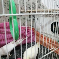 عروس هلندی|پرنده|مشهد, مشکینی (شهرک غرب)|دیوار