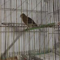 قناری ماده زرد ودارچینی  ۲ساله جفت نخورده|پرنده|رشت, نخودچر|دیوار