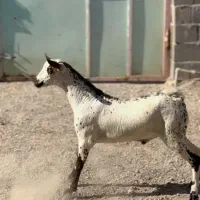 بز بوئر و عمانی|حیوانات مزرعه|کرج, گلشهر|دیوار