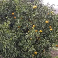 باغچه ۲هزار متری در  خیراباد کرونی روبروی پمپ گاز|فروش دفتر صنعتی، کشاورزی، تجاری|کازرون, |دیوار