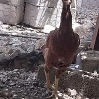 بزرگ‌و‌تمیز