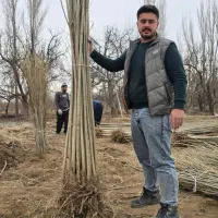 نهال صنوبر باکیفیت و پرمصرف در صنایع