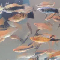 ماهی آکواریوم لجنخوار غذا گیاه خوار وگوشتخوار|ماهی|رشت, منظریه|دیوار