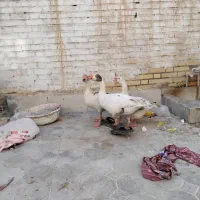 غاز خانگی|حیوانات مزرعه|آبادان, |دیوار