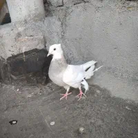 کفتر حریف