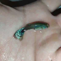 ماهی آکواریوم|ماهی|تبریز, |دیوار