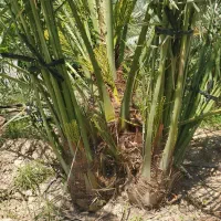 فروش انواع فسیل (پاجوش خرما)