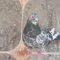 کفتر تهرانی سرور