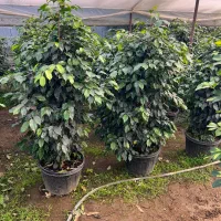 عرضه گل وگیاه آپارتمانی ویزیت درمنزل ومشاوره|گل و گیاه طبیعی|کاشان, ولیعصر|دیوار