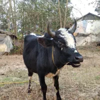 ورزا سیاه سل چالوسی|حیوانات مزرعه|رشت, حومه رشت|دیوار