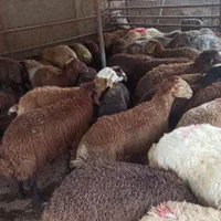 ه100%گوشتی چاق  گوسفند وبز چاقالو