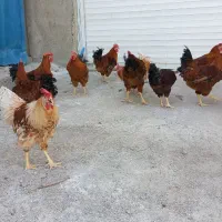 خروس|حیوانات مزرعه|تهران, جردن|دیوار