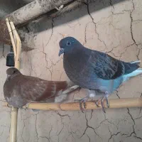 کبوتر