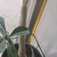 فروشی تعداد محدودی از مجموعه از آدینیوم سانسوریا