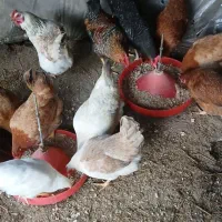 مرغ تخم گذار|حیوانات مزرعه|اطاقور, |دیوار