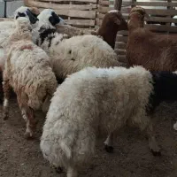 بره و قوچ چاق|حیوانات مزرعه|بندرعباس, |دیوار