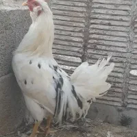 حراج و فروش خروس گلین/مرغ وخروس لاری/مرغ محلی|حراج|رفسنجان, |دیوار