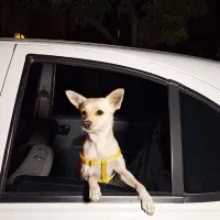 سگ  حیوان خانگی