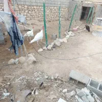 بوقلمون یکساله و پنج ماهه|حیوانات مزرعه|اهرم, |دیوار